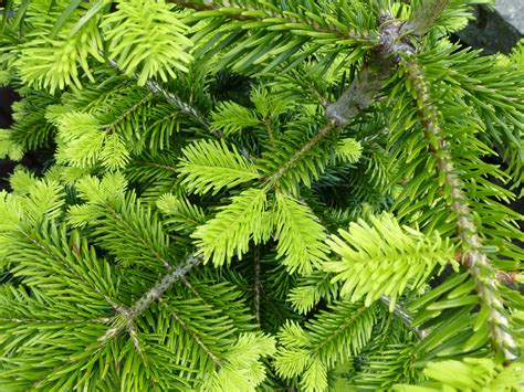 Free Stock Photo 12926 Fresh evergreen conifer foliage | freeimageslive