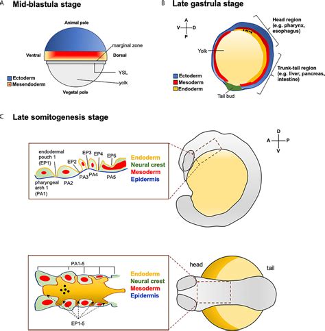 Frontiers | From Endoderm to Progenitors: An Update on the Early Steps of Thyroid Morphogenesis ...