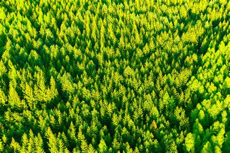 Aerial Tree Tops Free Stock Photo - Public Domain Pictures