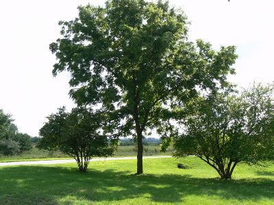 Black Walnut Tree