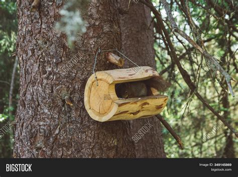 Squirrel Looks House Image & Photo (Free Trial) | Bigstock