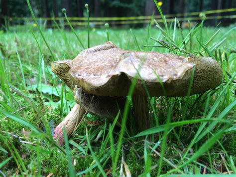 PNW ID request. Blue staining bolete? - Mushroom Hunting and Identification - Shroomery Message ...