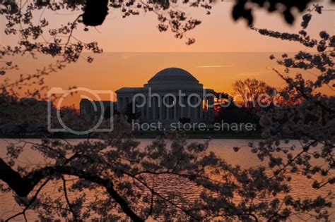 Jax and Jewels: DC Cherry Blossoms at Sunrise