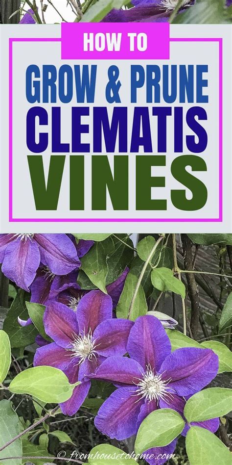 Clematis Vine Care: Planting, Growing And Pruning Tips | Jardines, Recetas