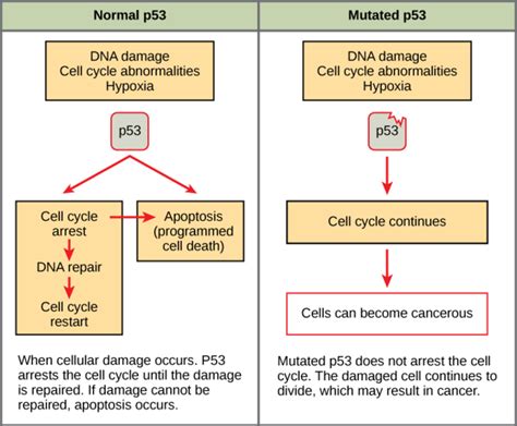 Cancer and the Cell Cycle | Boundless Biology