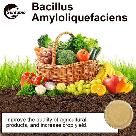 Bacillus amyloliquefaciens│Bacillus amyloliquefaciens products