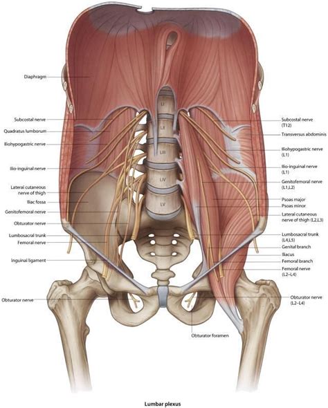 Gross Anatomy, Human Body Anatomy, Human Anatomy And Physiology, Muscle ...