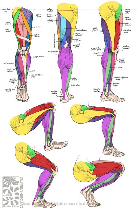 Anatomy - Leg Muscles by Canadian-Rainwater on deviantART