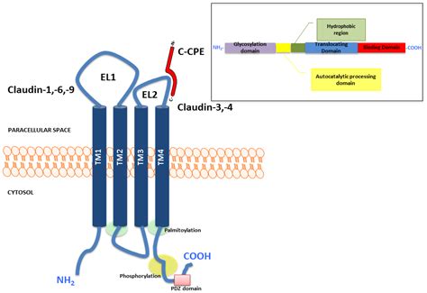 IJMS | Free Full-Text | Claudins Overexpression in Ovarian Cancer ...