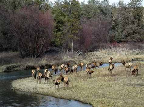 Out Of State Politicians Trying (again) To Take Over Montana’s National Forests - Montana ...