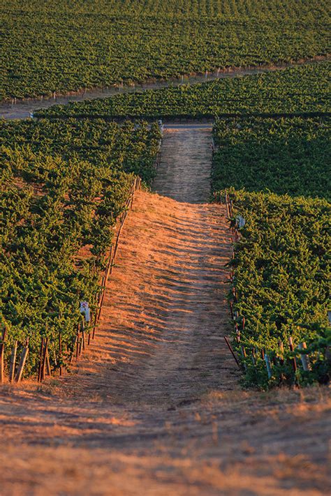 Cambria Estate Winery: History