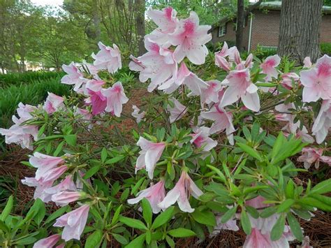 Dosanko in the South: George Tabor Azalea