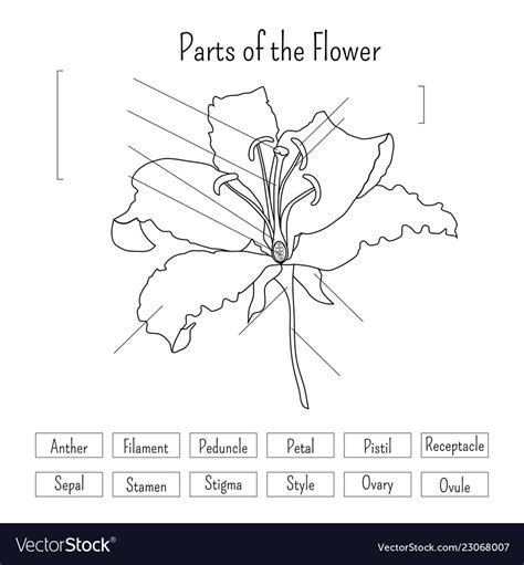 Flower Labeling Worksheet