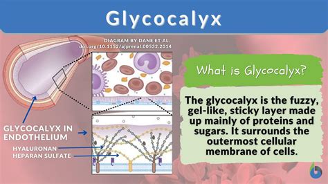 Glycocalyx - Definition and Examples - Biology Online Dictionary