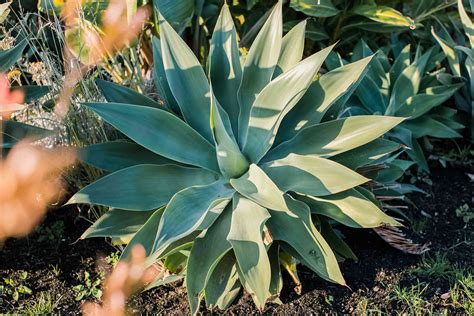 18+ Planting Agave In Pots | NeekaNatalia