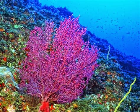 🔥 [50+] Coral Reef Live Wallpapers | WallpaperSafari