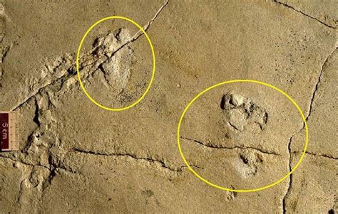 Human footprints fossil estimated at 5.7 million years old may challenge history of human ...