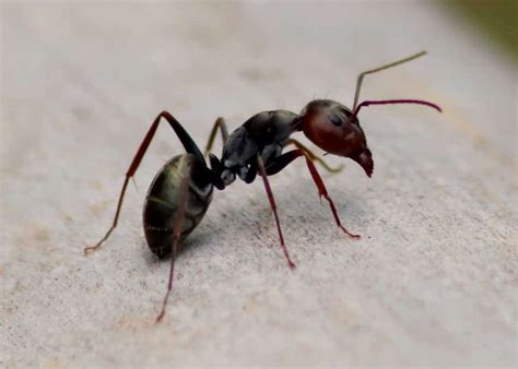 7 Spiritual Meaning of Ants