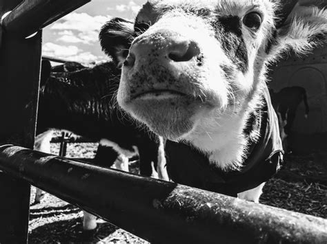 Free Images : black and white, snout, nose, farm, monochrome ...