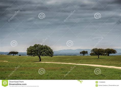 Alentejo Landscape stock image. Image of natural, alentejo - 115368929