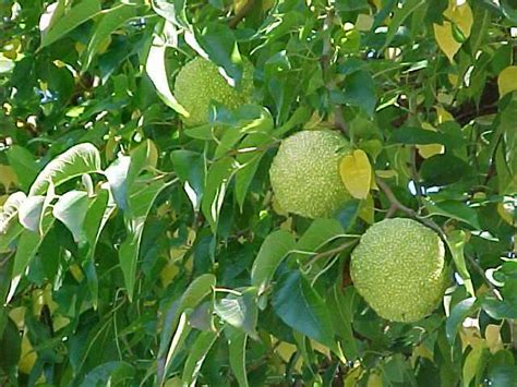 Osage Orange (Maclura pomifera) - Great Plains Nursery