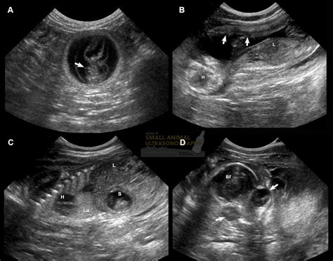 Progression of normal pregnancy in a domestic shorthair cat - Small Animal Ultrasonography