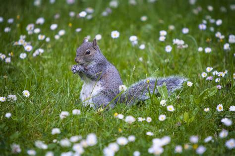 Cute Squirrel Wallpapers - Wallpaper Cave