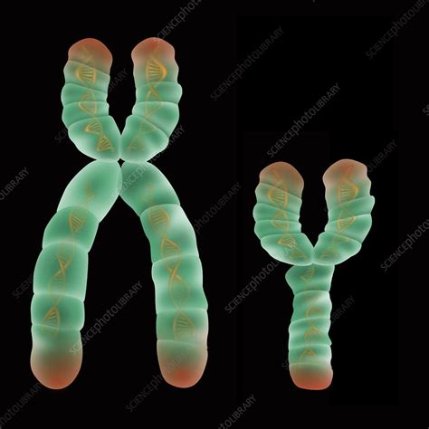 XY Chromosome, Illustration - Stock Image - F031/7347 - Science Photo Library