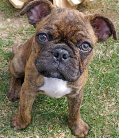 11 Of The Cutest And Funniest French Bulldog Mixes