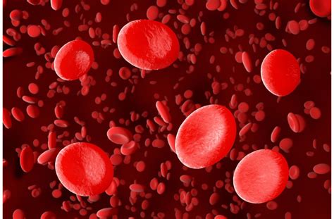 Sel Darah Merah (Eritrosit): Pengertian, Ciri-Ciri dan Fungsi | BalaiBahasaJateng