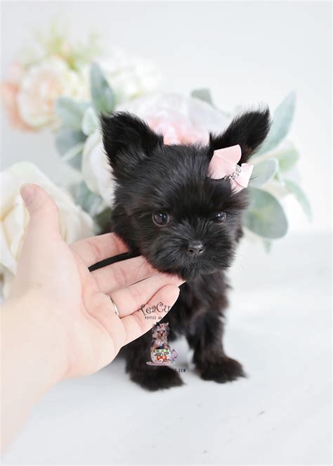 black-yorkie-puppy-for-sale-teacup-puppies-013 | Teacup Puppies & Boutique