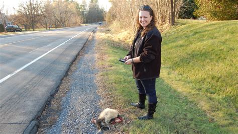 The Sight Of Roadkill Makes A Pretty, Data-Rich Picture : All Tech ...