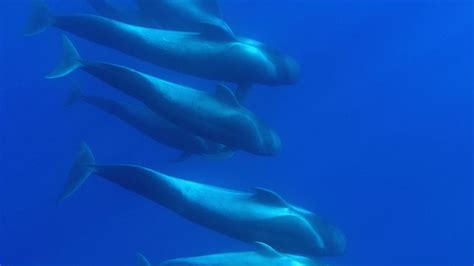 Pilot Whale | Habitat, Size, & Facts | Britannica