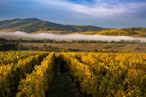 The Best Lesser-Known Wineries on France’s Alsace Wine Route | Here Magazine @ Away