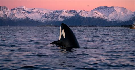 Photographer Spends One Week Swimming with Orcas in Norway