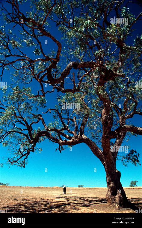 Coolabah tree Stock Photo - Alamy