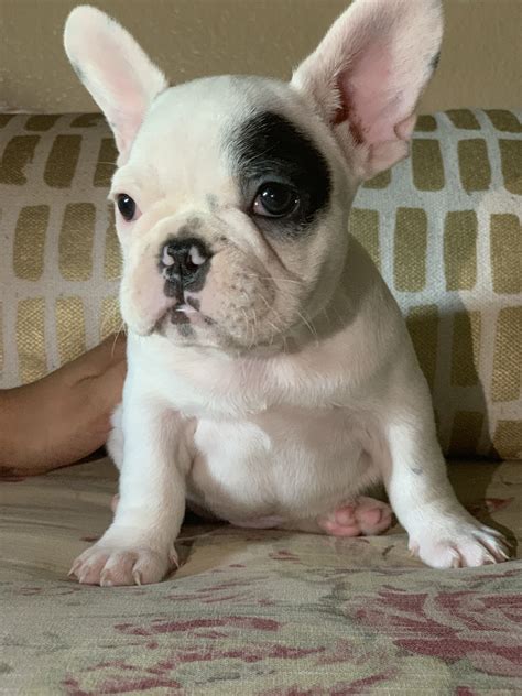 French Bulldog Puppies For Sale | Lancaster, CA #301727