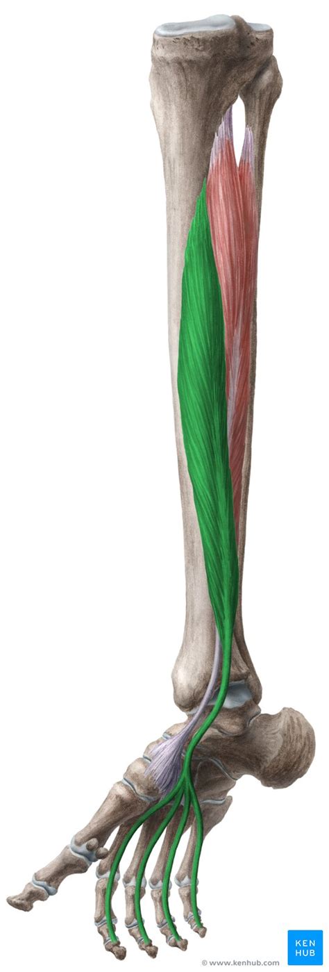 Left Leg Flexor Tendon Location : Flexor Tendon Injuries Radsource ...