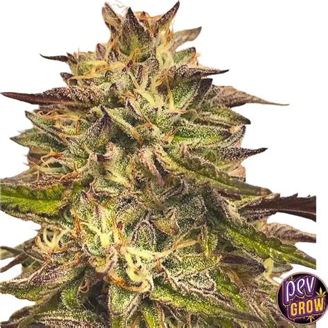 GMO Strain - Buy Feminized Seeds at the best price