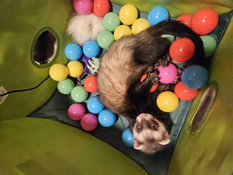 MARSHALL Pop-N-Play Ferret Ball Pit Toy, 10.5-in - Chewy.com