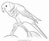 Colorful Rainbow Parrot Coloring Page For Kids  Free Parrots Printable sketch template