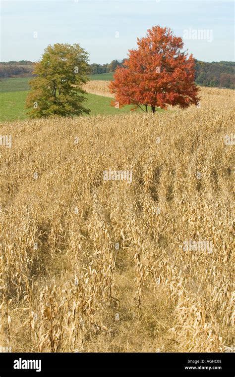 Ohio corn field at harvest time Stock Photo - Alamy