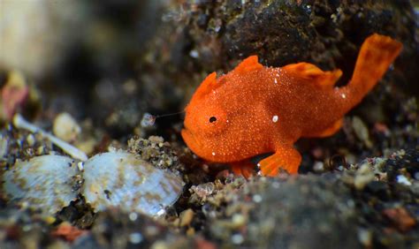 18 True Facts About Frog Fish: The Masters of Camouflage - Facts.net