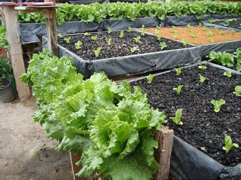 Hidroponia en el jardín: Lechuga hidropónica