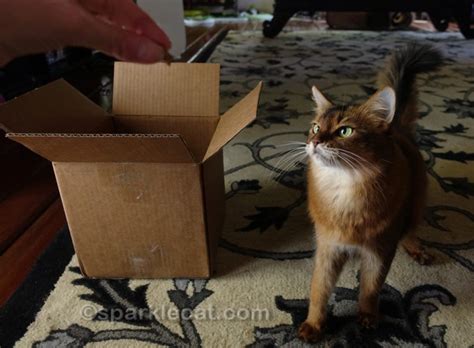 Cats and Boxes - Easiest Interactive Play Ever! - Summer’s Fabulous Cat Life