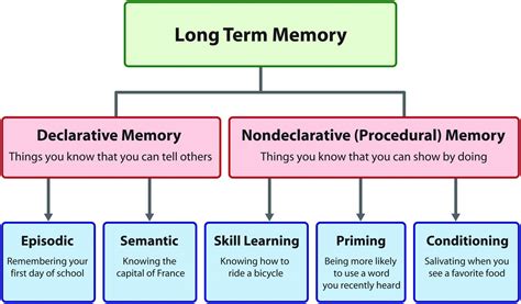 Memory Part 1: Overview | American Journal of Neuroradiology