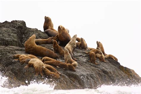 Sea Lion Pups in British Columbia 2025 - Rove.me