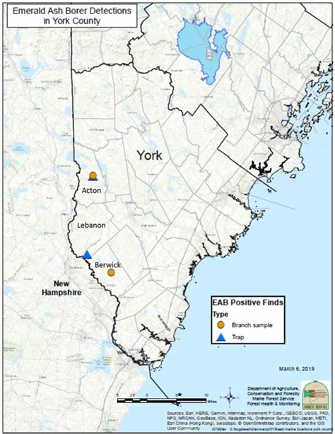 Emerald Ash Borer found in a third town in southern Maine