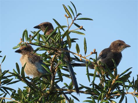 Managing Florida Scrub-Jay Habitat | Florida State Parks