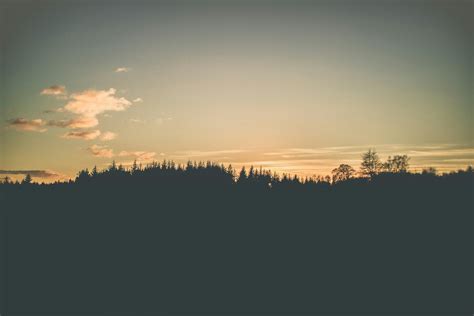 Photo of Forest Trees Under Calm Sky · Free Stock Photo